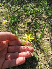 Pauridia serrata serrata