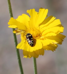 Acmaeodera alicia