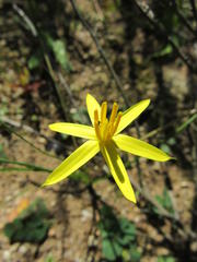 Pauridia serrata serrata