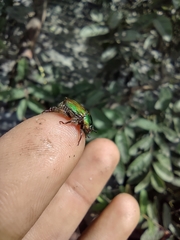 Scarabaeidae