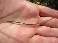 Pauridia serrata serrata