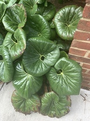 Farfugium japonicum