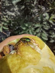 Scarabaeidae