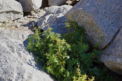 Scrophularia desertorum
