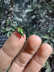 Scarabaeidae
