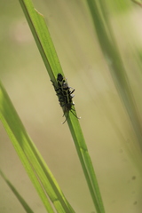 Tanyochraethes clathratus