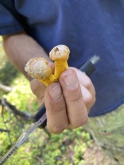 Cantharellus roseocanus