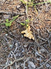 Cantharellus roseocanus