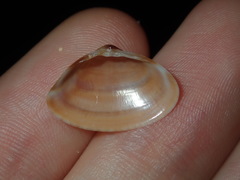Mactra pusilla