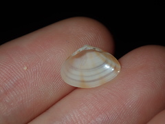 Mactra pusilla