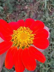 Tithonia rotundifolia