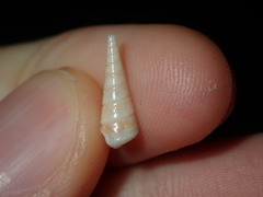 Colpospira guillaumei