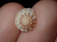 Bembicium