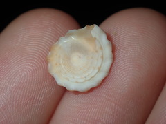 Bembicium