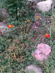 Tithonia rotundifolia