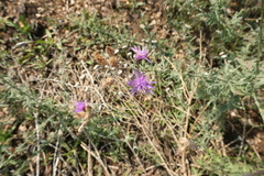 Centaurea stoebe australis
