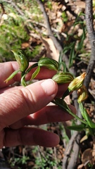 Pterostylis viriosa