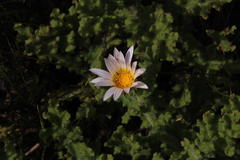 Arctotis aspera aspera