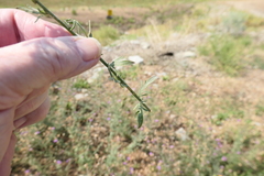 Centaurea stoebe australis