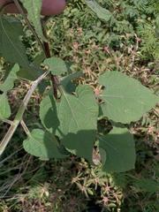 Tithonia rotundifolia