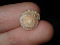 Bembicium