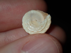 Bembicium