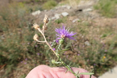 Centaurea stoebe australis