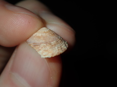 Bembicium