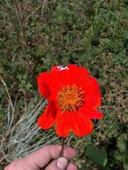 Tithonia rotundifolia