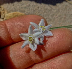 Muilla coronata