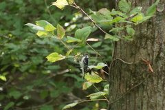 Dryobates pubescens