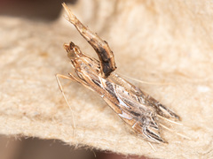 Lineodes elcodes