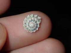 Bembicium