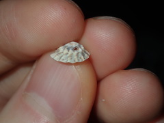 Bembicium
