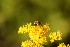 Bombus impatiens