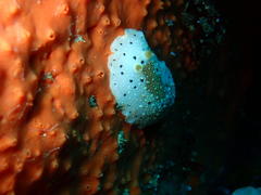 Mandelia mirocornata