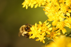 Bombus impatiens