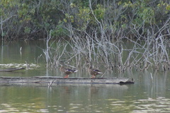 Anas platyrhynchos