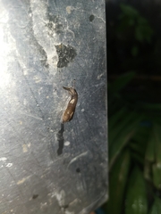 Ostracolethinae