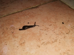 Ostracolethinae