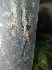 Ostracolethinae