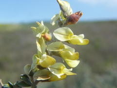 Wiborgia leptoptera leptoptera