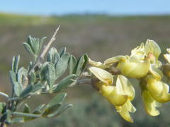 Wiborgia leptoptera leptoptera