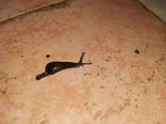 Ostracolethinae
