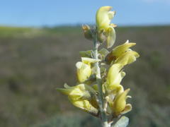 Wiborgia leptoptera leptoptera
