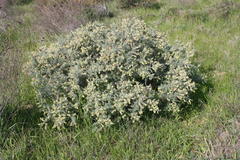 Wiborgia leptoptera leptoptera