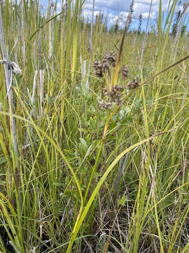 Small-fruited bulrush foliage