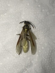 Apoica pallens image