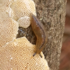 Meghimatium pictum