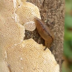 Meghimatium pictum